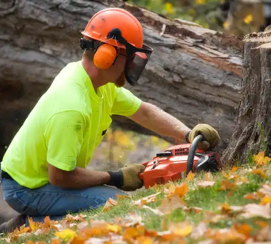 tree services Melrose Park